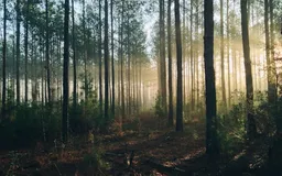Convention sur la protection des forêts tropicales
